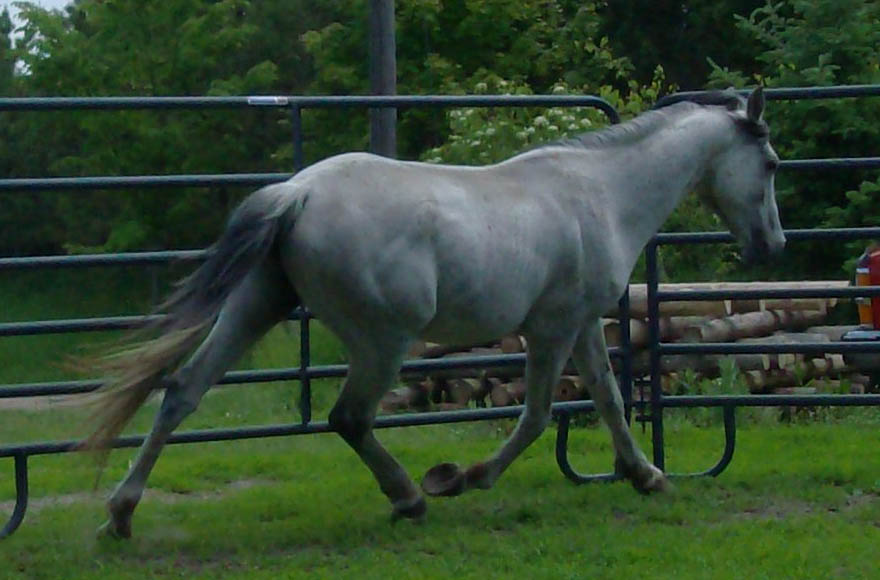 Ceasare - 1999 Straight Egyptian Arabian Grey Stallion of non-Nazeer bloodline